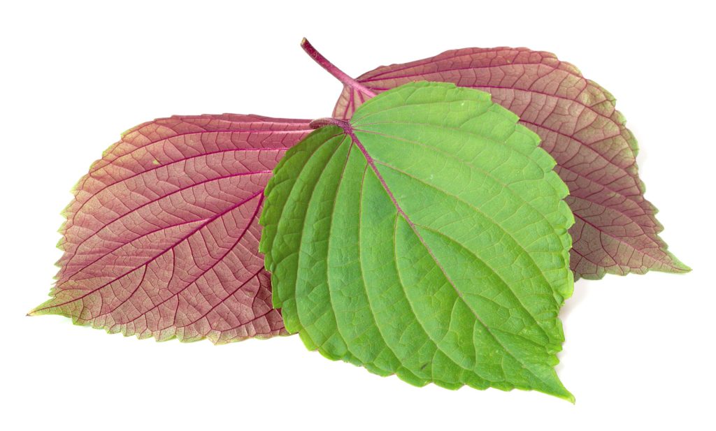 Tía Tô (Perilla frutescens)