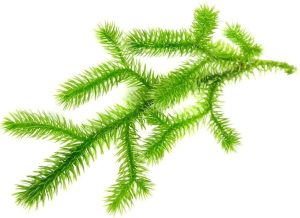 Thông Đất (lycopodium cernuum)