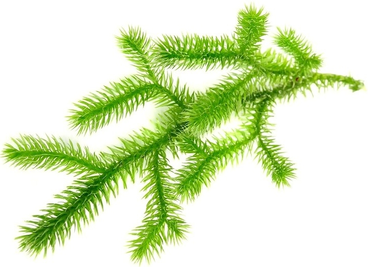 Thông Đất (lycopodium cernuum)