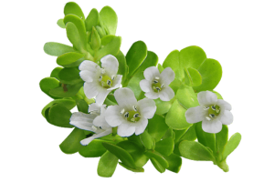 Rau Đắng Biển (Bacopa extract)
