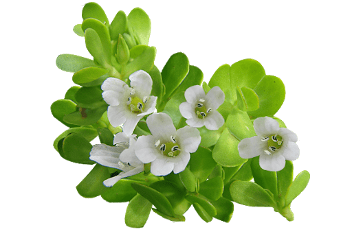 Rau Đắng Biển (Bacopa extract)