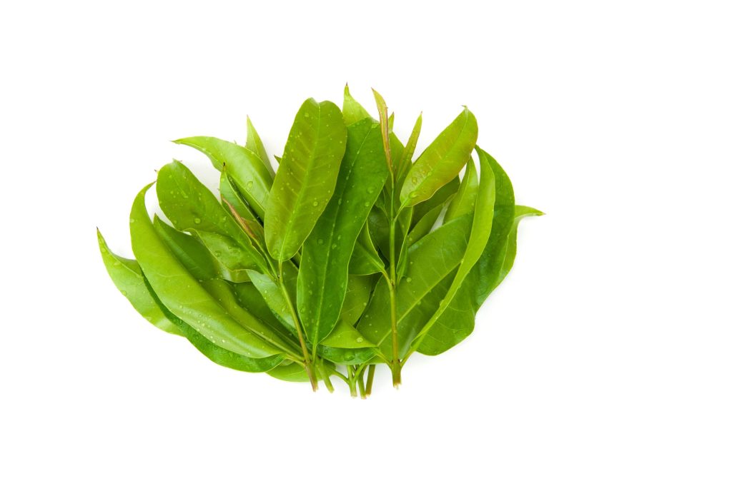 Đỏ Ngọn (Cratoxylon prunifolium)