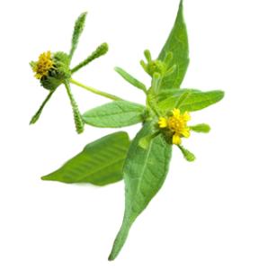 hy thiêm (Siegesbeckia Orientalis)