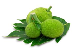 Sake (Artocarpus altilis)