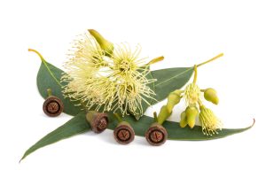 Khuynh Diệp (Eucalyptus globulus)