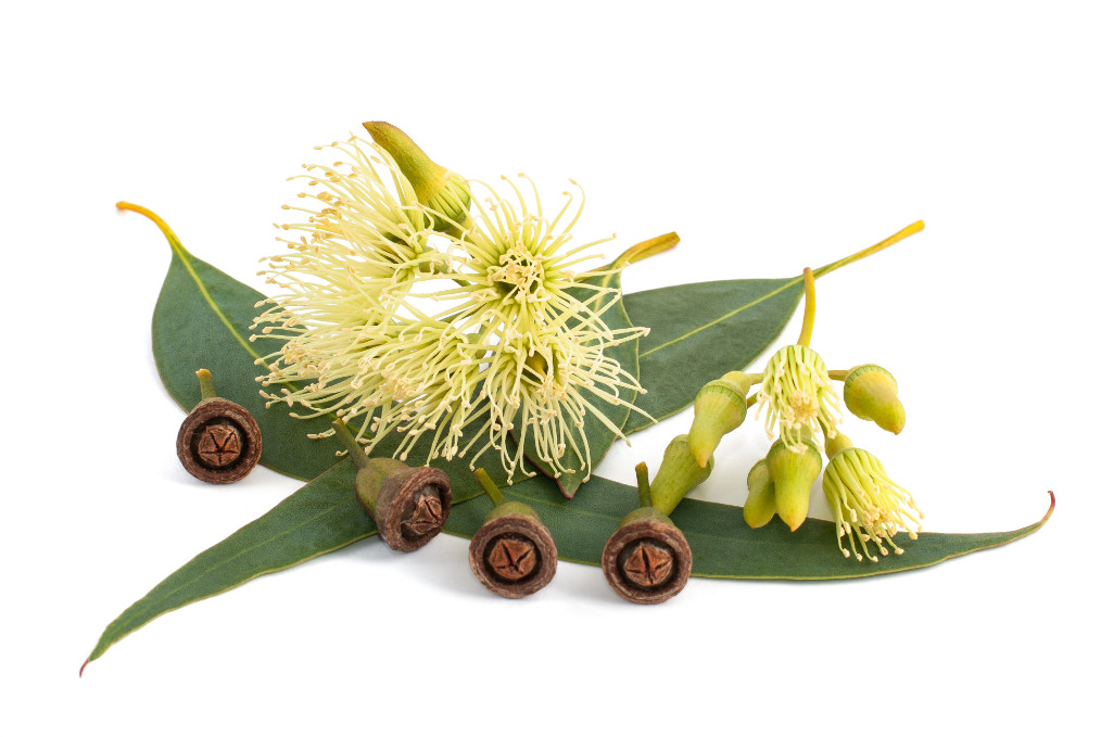 Khuynh Diệp (Eucalyptus globulus)