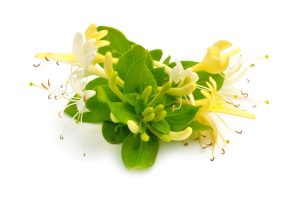 Kim Ngân Hoa (Lonicera japonica)