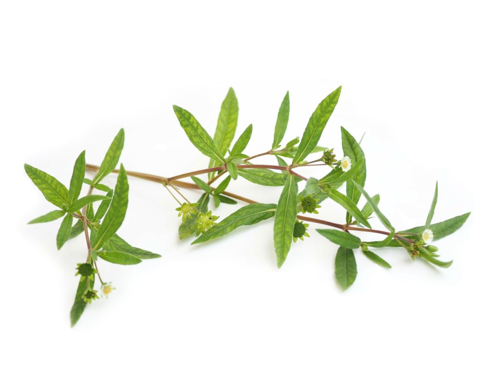 Cỏ Mực (Eclipta prostrata)