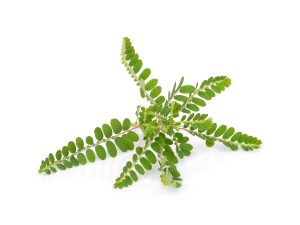 Diệp Hạ Châu (Phyllanthus urinania)