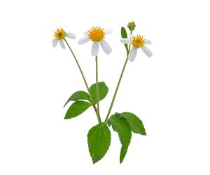 Xuyến Chi (Bidens pilosa)