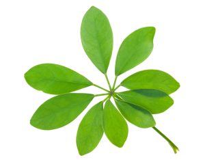 Ngũ gia bì chân chim Schefflera heptaphylla