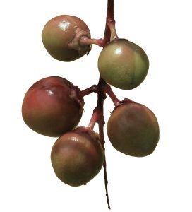 Pygeum Africanum chiết xuất từ Anh Đào Châu Phi