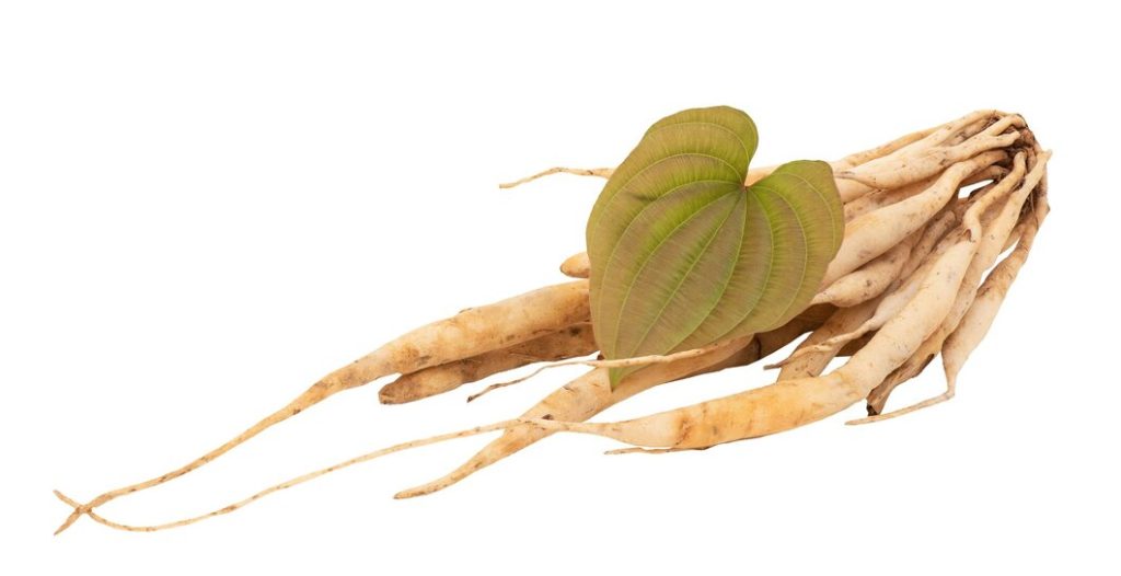 Bách Bộ (Stemona tuberosa)