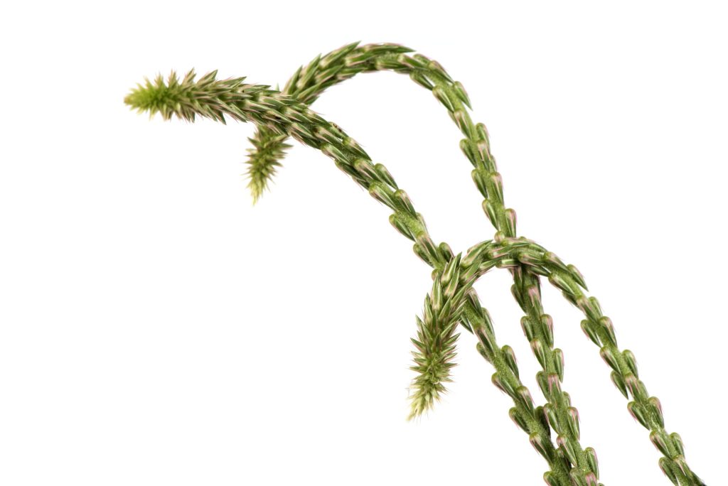Cỏ Xước (Achyranthes aspera)