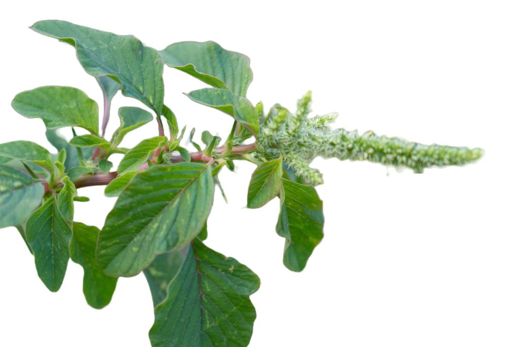 Dền Gai (Amaranthus spinosus)