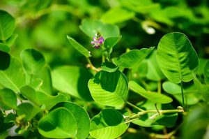 Kim Tiền Thảo (Desmodium styracifolium)