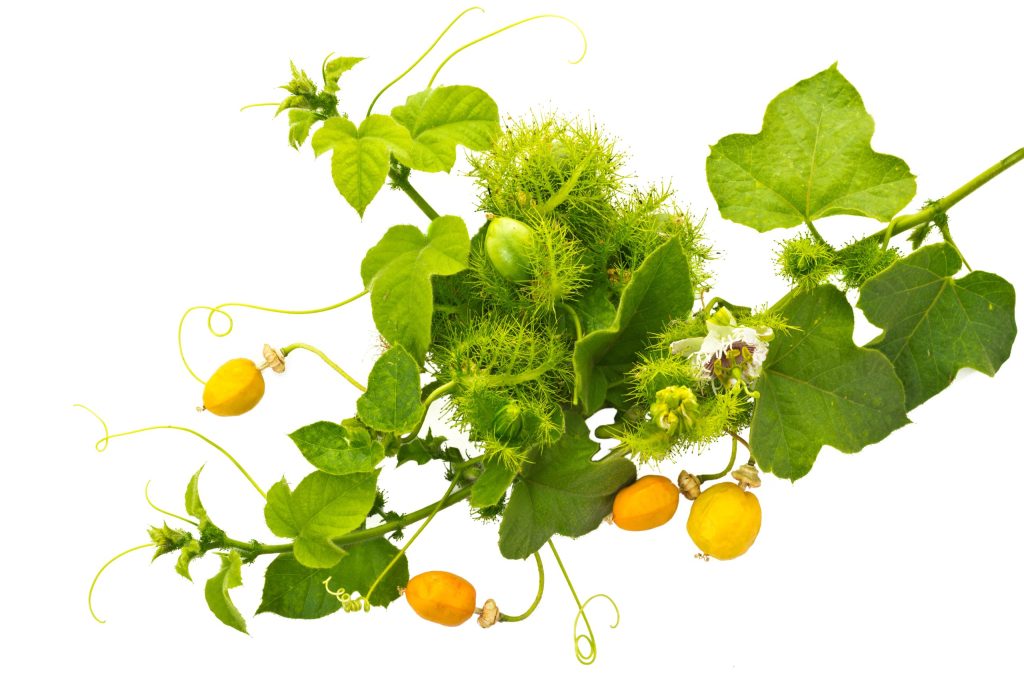 Lạc Tiên (Passiflora foetida)