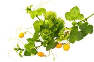 Lạc Tiên (Passiflora foetida)