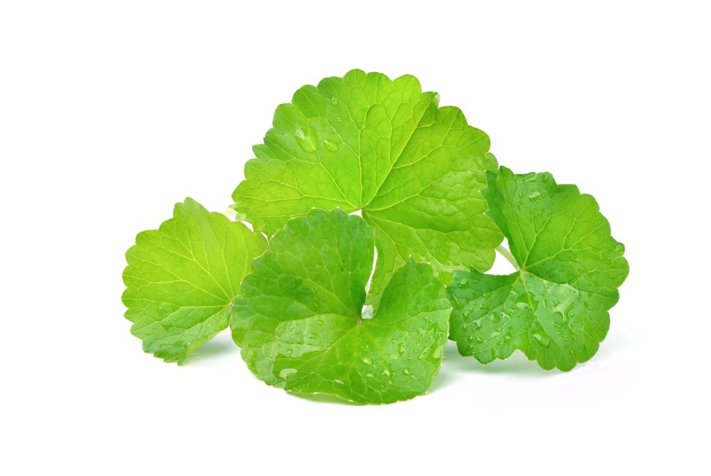 Rau Má (Centella asiatica)