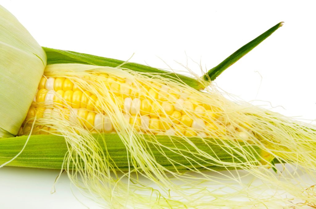 Râu Ngô (Zea mays)