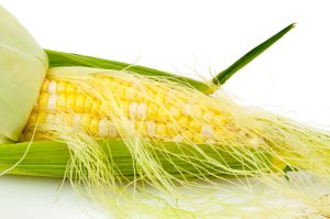 Râu Ngô (Zea mays)