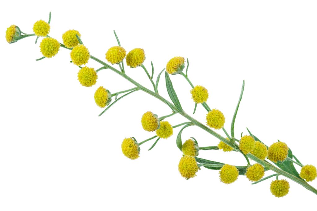 Thanh Hao (Artemisia annua)