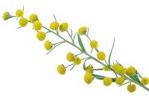 Thanh Hao (Artemisia annua)