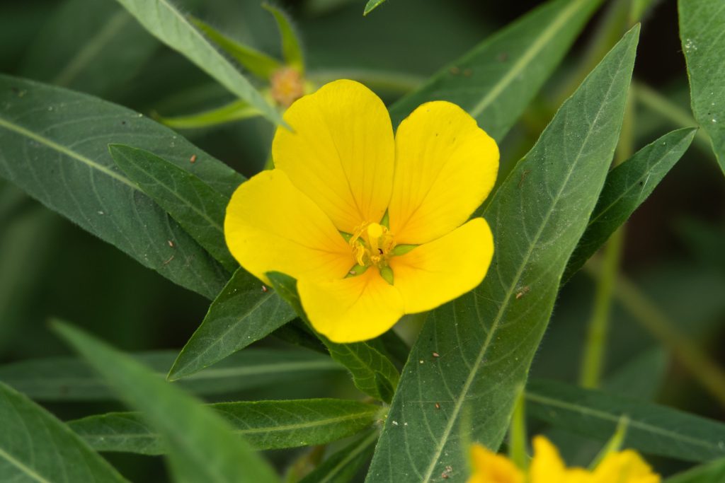 Rau Mương (Ludwigia hyssopifolia)