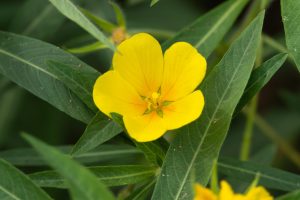 Rau Mương (Ludwigia hyssopifolia)