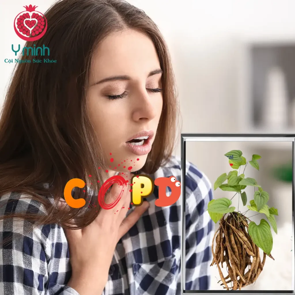 BÁCH BỘ – THẢO DƯỢC HỖ TRỢ CHO BỆNH NHÂN COPD