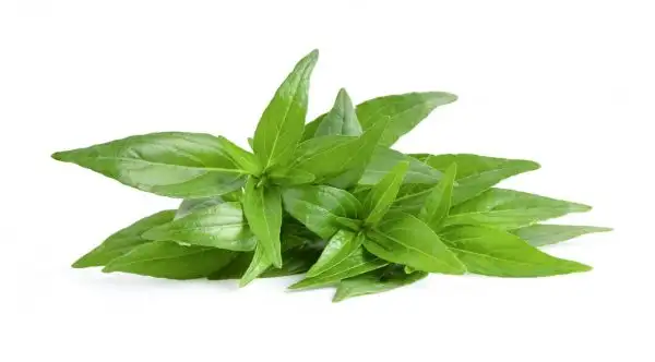 Xuyên Tâm Liên - Giải pháp hỗ trợ điều trị cảm cúm và đau họng hiệu quả